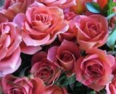 Облагородена бордюрна роза Флоров: Каталожен номер 37