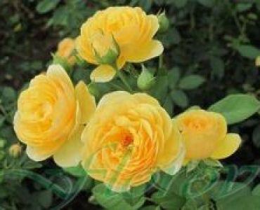 Облагородена катереща роза Флоров: Каталожен номер 26