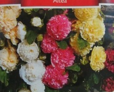 Алтеа - Градинска Ружа смес