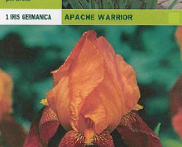 ирис Germanica Apache Warrior