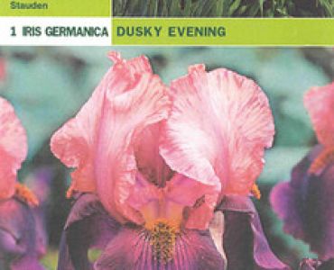 ирис Germanica Dusky Evening
