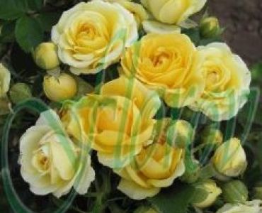 Облагородена бордюрна роза Флоров: Каталожен номер 42