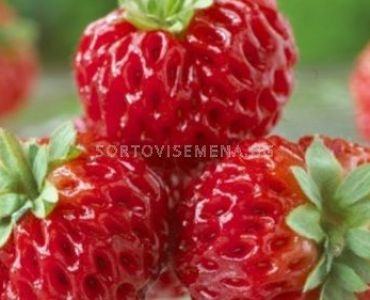 ягоди (Strawberry) Framberry