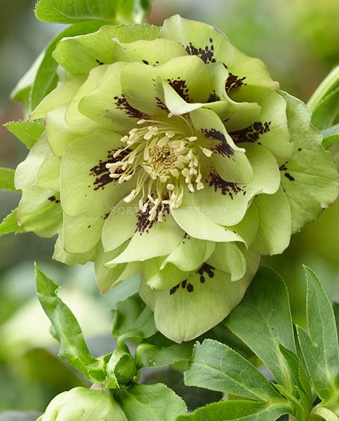 Кукуряк /Helleborus Double Ellen Green