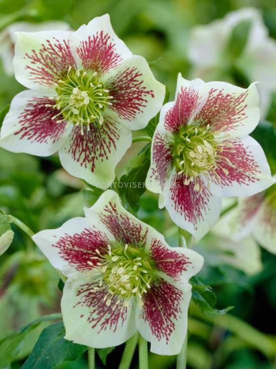 Кукуряк / Helleborus Or. Bollene