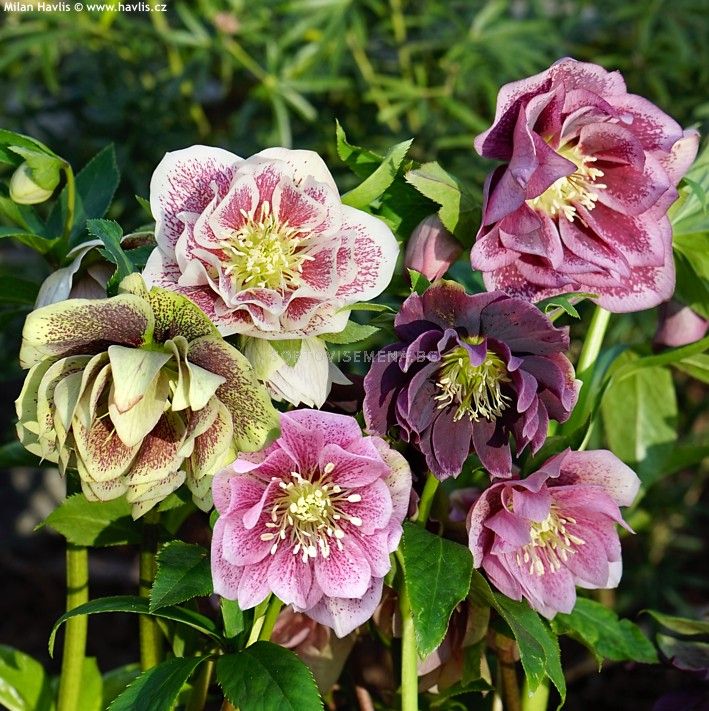 Кукуряк микс - Helleborus Double Ellen Mixed
