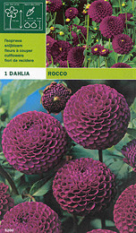 далия pompon Rocco