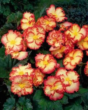 бегония Crispa marginata Yellow