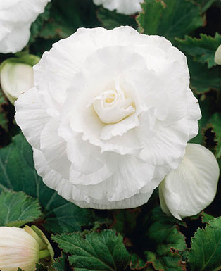 бегония Double White