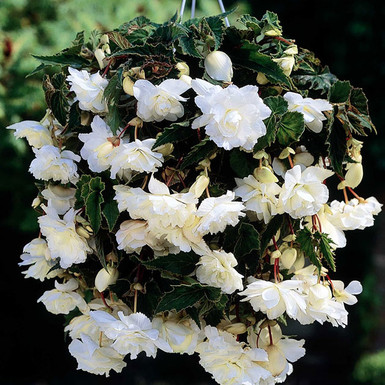 бегония double pendula White
