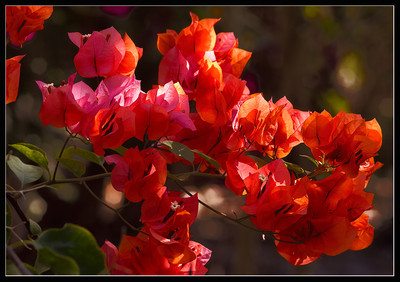 Бугенвилия (Bougainvillea) - оранжева