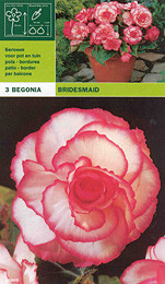бегония Bridesmaid (пакет) - 3бр.