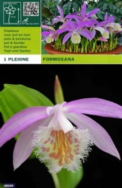 Плейоне - Pleione formosana