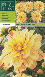 далия English Breakfast
