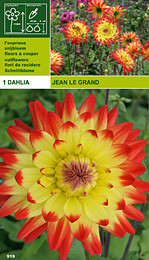 далия Jean Le Grand