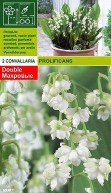 Момина сълза кичеста (Convallaria prolificans) 2бр.
