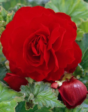 бегония Double Darkred