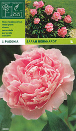 Божур Sarah Bernhardt (ароматен)