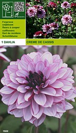 далия Creme de Cassis