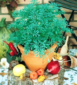 Рута (седевче)