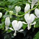 Дамско сърце бяло (Dicentra spectabilis alba)