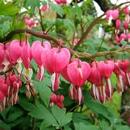 Дамско сърце розово (Dicentra spectabilis)