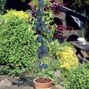 Синя слива - Prunus domestica 'Black Amber'