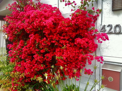 Бугенвилия (Bougainvillea) - червена