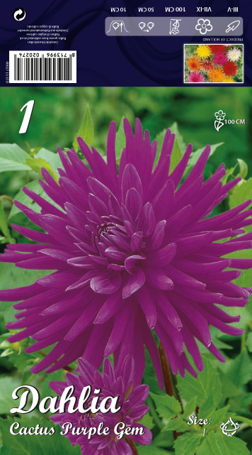 Далия Cactus Purple Gem