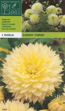 далия Canary Fubuki