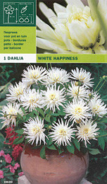 далия ниска White Happiness