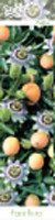Ядлива пасифлора (Passiflora edulis)