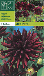 далия Nuit D'ete