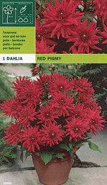 далия ниска Red Pigmy