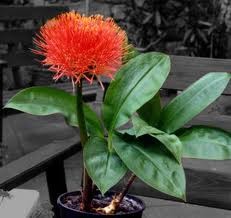 Скадоксус (Scadoxus multiflorus)