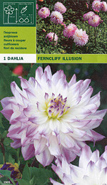 далия Ferncliff Illusion