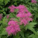 Филипендула (Filipendula rubra magnifica)