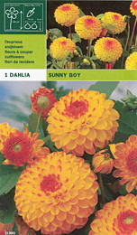 далия Sunny Boy
