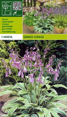 хоста Ginko craig