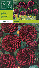 далия pompon Natal