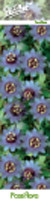 Пасифлора синя - Passiflora Purple Haze