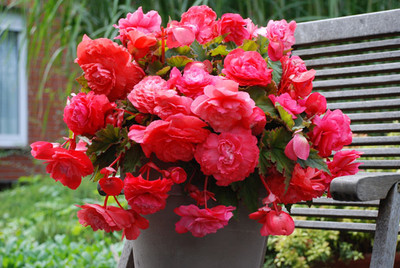 бегония Odorato Red Glory (ароматна)