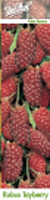 Тайбери - Rubus 'tayberry'