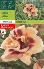 хамерокалис Auspicious (пакет)