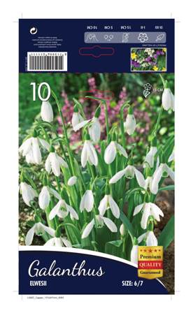 Кокиче Galanthus Elwesii