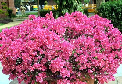 Бугенвилия (Bougainvillea) - розова