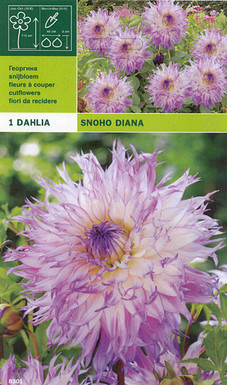далия Snoho Diana
