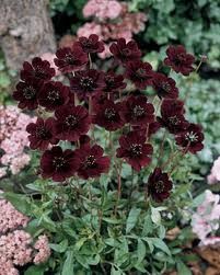 Космос шоколад (Cosmos Atrosanguineum)
