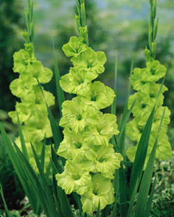 гладиол Green Star
