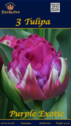 Лалета Purple Exotic